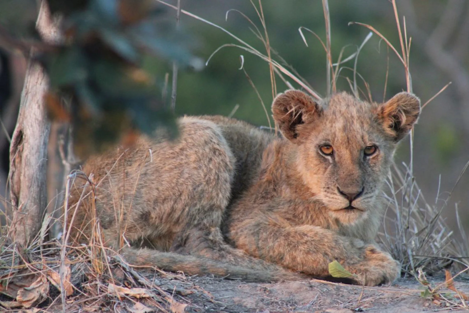 Royal Olympia Lodge and Safaris outdoor preview